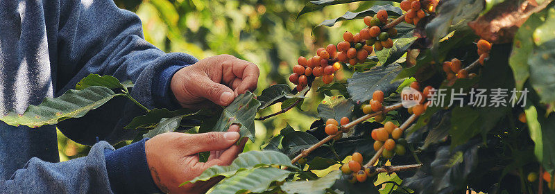 Banner Man双手收割黄波本咖啡豆成熟浆果种植新鲜种子咖啡树生长在绿色生态有机农场。近距离男子双手收获黄豆罗布斯塔阿拉比卡与复制空间